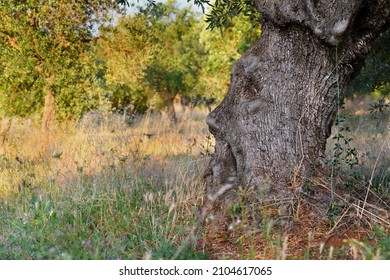 Bark Of Old Olive Tree With Human Face Shapes On A Sunny Day. Close Up Of An Atmospheric Human Face Shape Of Apulian Olive Tree On A Olive Grove In Puglia, South Italy