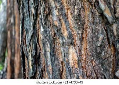 The bark of an old pine close-up. Cracks in the bark of an old tree. Texture and background of tree bark. Rough texture of tree bark.