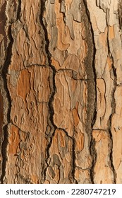 the bark of old pine tree texture, background