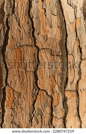 the bark of old pine tree texture, background