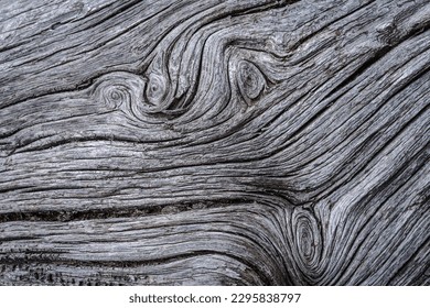 Bark of old tree in close up