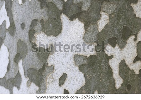 bark of an old tree with a peculiar pattern and color