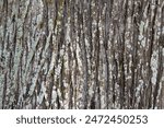 Bark of old tree texture. Abstract background and texture for design