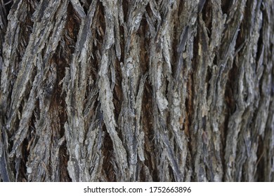 Rinde eines älteren Baumes, der auf dem Hintergrund verwendet wird