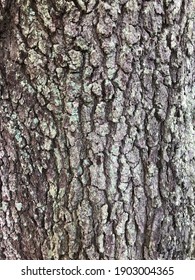 Bark on the north side of an old live oak tree