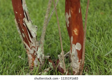 The Bark On This Tree, Planted Five Years Ago, Is Peeling Off.