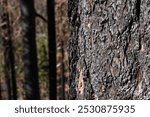 Bark on tree severely burnt during wildfire with other burnt trees in the distance.  Sierra Nevada mountains.  