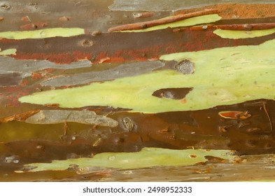 The bark pattern of the Leda tree or Eucalyptus deglupta is a tall tree species, commonly known as rainbow wood, leda, garang or aren. Background pattern. Eucalyptus deglupta bark