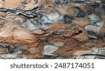 Bark pattern is seamless texture from tree. For background wood work, Bark of brown hardwood, thick bark hardwood, residential house wood. nature, trunk, tree, bark, hardwood, trunk, tree, trunk