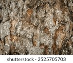 Bark pattern is seamless texture from tree. For background wood work, Bark of brown hardwood, thick bark hardwood, residential house wood. nature,