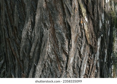 Bark pattern is seamless texture from tree. For background work
