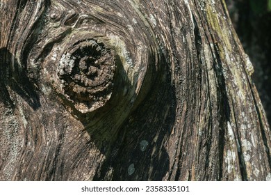 Bark pattern is seamless texture from tree. For background work