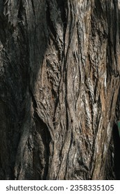 Bark pattern is seamless texture from tree. For background work
