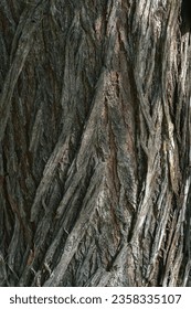 Bark pattern is seamless texture from tree. For background work