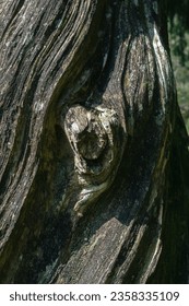 Bark pattern is seamless texture from tree. For background work