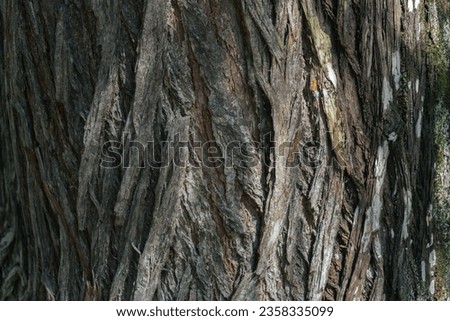 Bark pattern is seamless texture from tree. For background work
