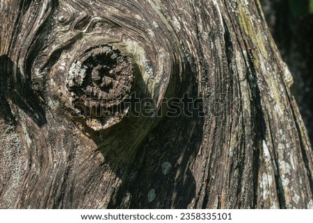 Bark pattern is seamless texture from tree. For background work