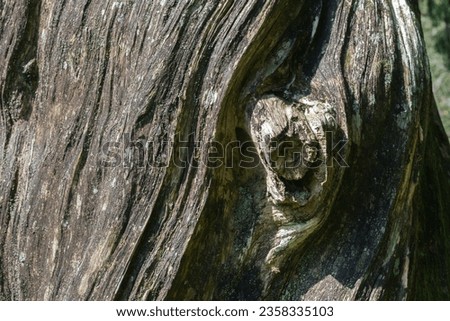 Bark pattern is seamless texture from tree. For background work