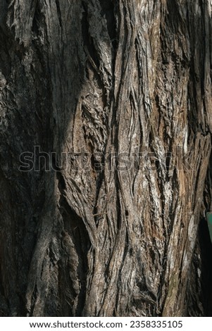 Bark pattern is seamless texture from tree. For background work