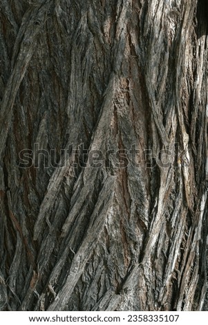 Bark pattern is seamless texture from tree. For background work