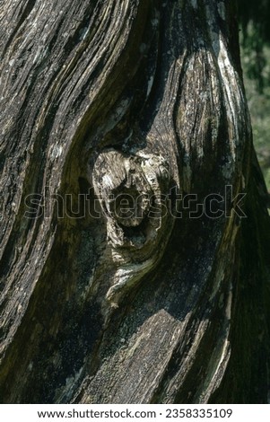 Bark pattern is seamless texture from tree. For background work
