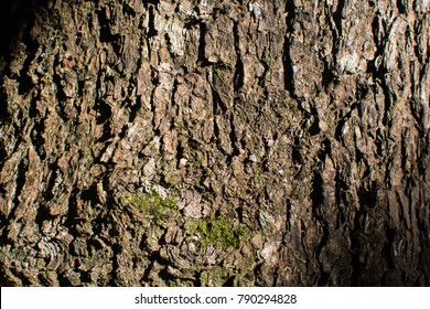 Bark Pattern Texture Background.