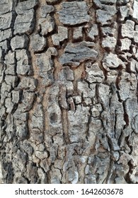 Bark Pattern Of Tree Is Rugged Surface