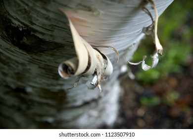 Bark Peeling Off Of A Paper Birch Tree.