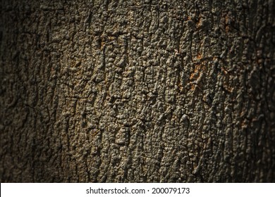 Bark of Pine Tree