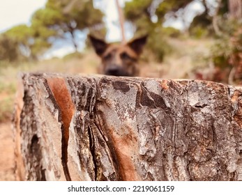 Bark Of A Pine Tree Dog Bottom In The Background. Felling Of Trees In The Mediterranean Forest.