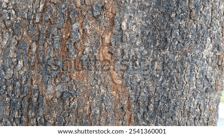The bark of the pine tree has a rough texture and a large, black, split and embossed color bark big