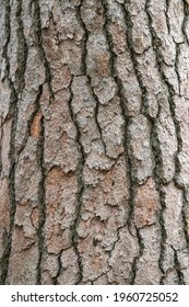 Bark of pine tree. Seamless tree bark background. Brown texture of the old tree. Natural coniferous bark background