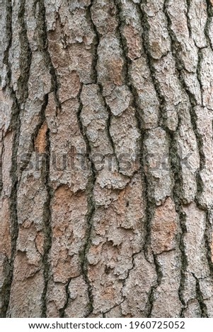 Bark of pine tree. Seamless tree bark background. Brown texture of the old tree. Natural coniferous bark background