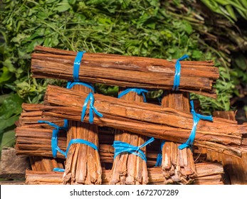 The bark of plants from the rainforests of South America, called 'cat's claw' (uña de gato) is an herb that is attributed to medicinal properties. Local name: NAIL HUASCA - Shutterstock ID 1672707289