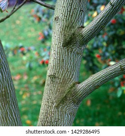 bark of red snake bark maple