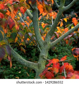 Bark of red snake bark maple