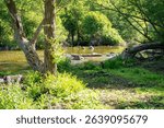 The Bark River flows gently through a lush green forest in Waukesha County, Wisconsin, bathed in May sunlight.