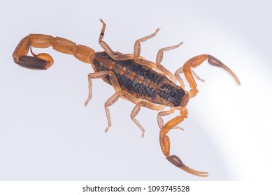 Bark Scorpion On White Acryllic