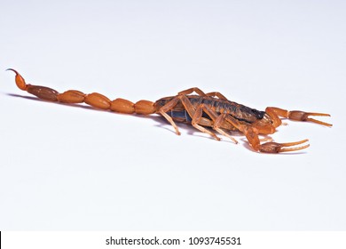 Bark Scorpion On White Acryllic