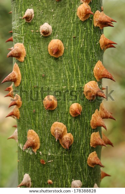 Bark Silk Floss Tree Ceiba Speciosa Stock Photo Edit Now 178