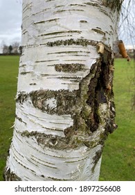 Bark Of The Silver Birch Tree