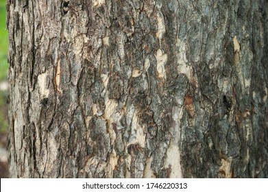 Bark And Stem Crab Tree, Over 20 Years Old In The Garden