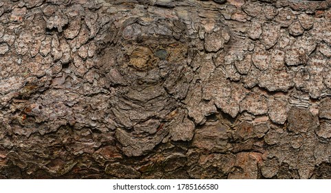 Bark structure wooden tree texture