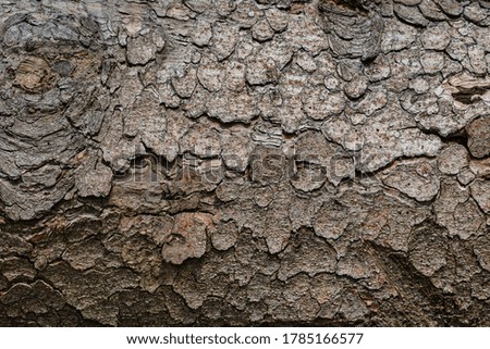 Bark structure wooden tree texture