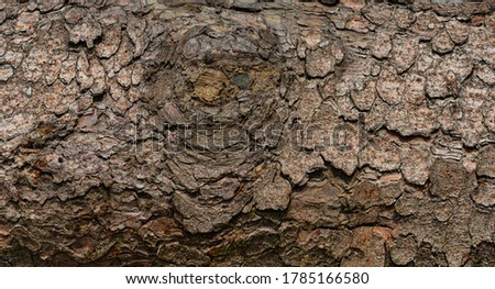 Bark structure wooden tree texture