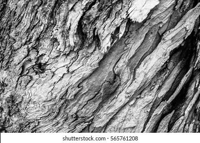 Bark Texture