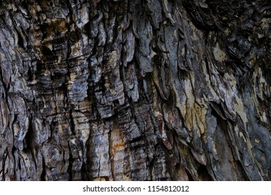  Bark Texture. Albizia Saman Bark.