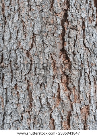 Bark texture and background of a old fir tree trunk. Detailed bark texture.