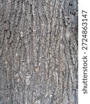 Bark texture and background of a old tree trunk. Detailed bark texture. Natural background