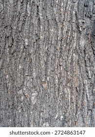 Bark texture and background of a old tree trunk. Detailed bark texture. Natural background